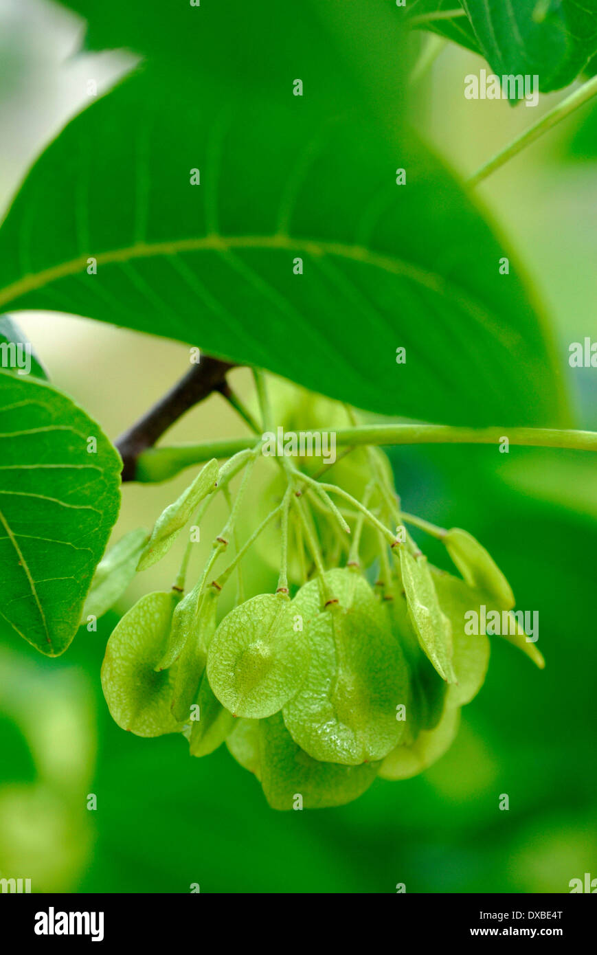 Ptelea trifoliata Stockfoto