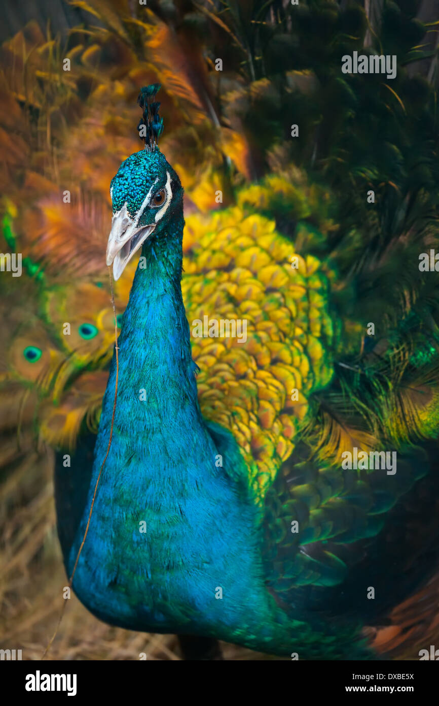 Pfau mit einem Strohhalm im Schnabel Stockfoto