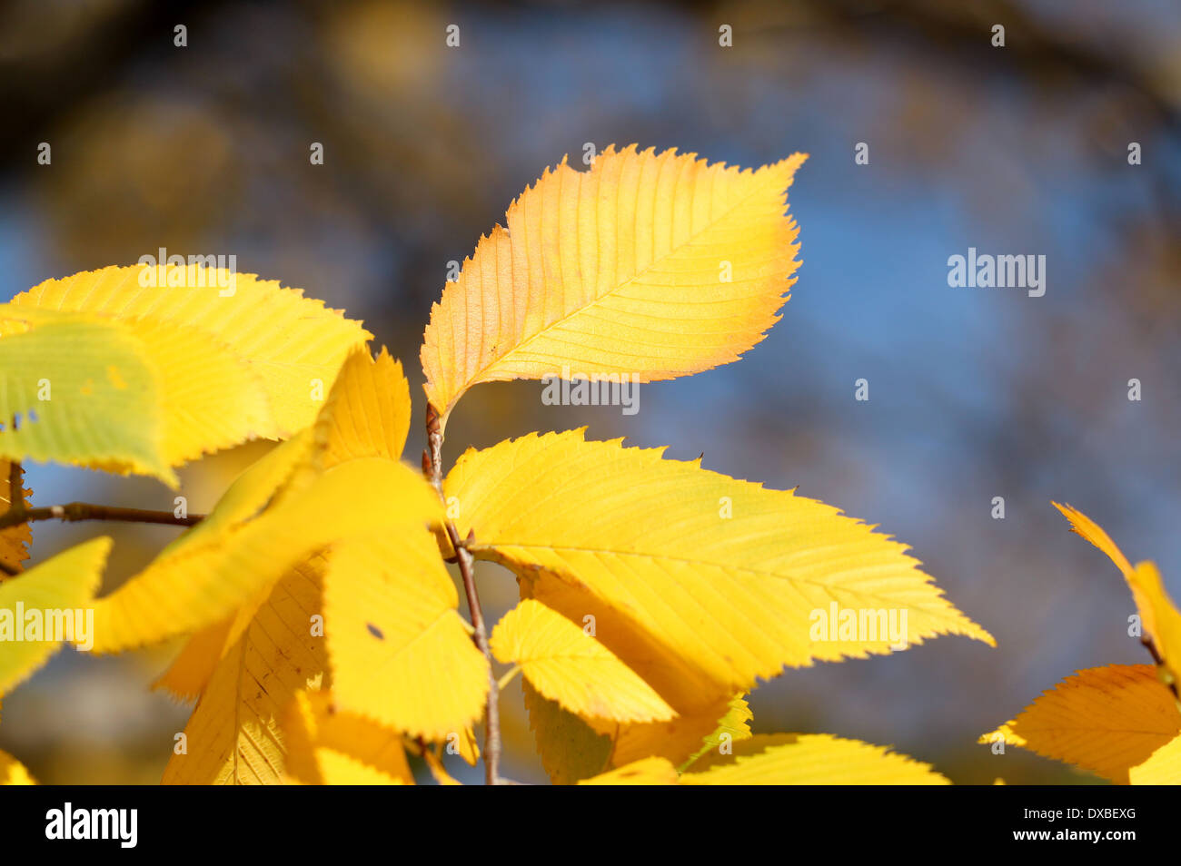 Warum Werden Blätter Gelb Im Herbst www.alamy.de