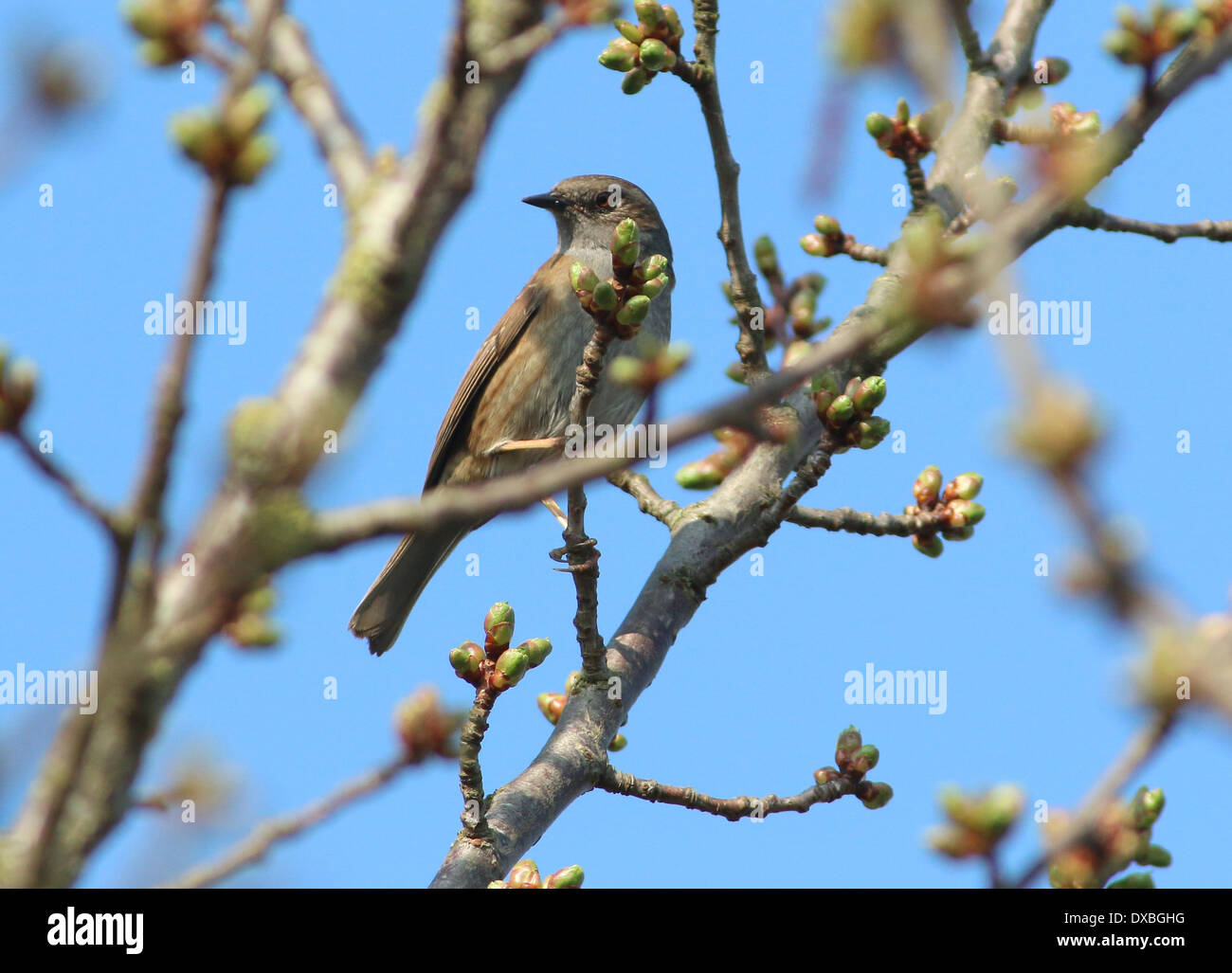 Heckenbraunelle (Prunella Modularis, aka Hedge beobachtet) posiert auf einem Ast Stockfoto