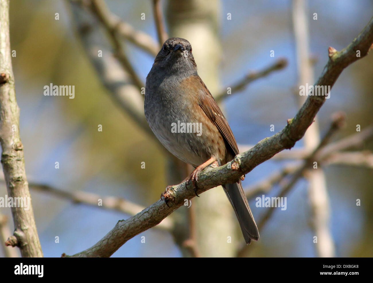 Heckenbraunelle (Prunella Modularis, aka Hedge beobachtet) posiert auf einem Ast Stockfoto