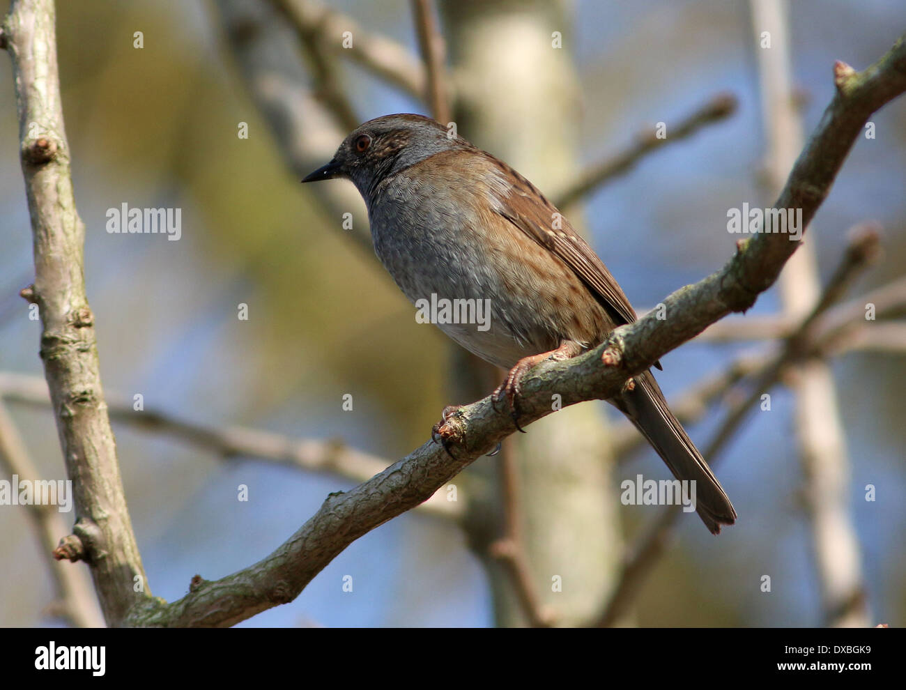 Heckenbraunelle (Prunella Modularis, aka Hedge beobachtet) posiert auf einem Ast Stockfoto