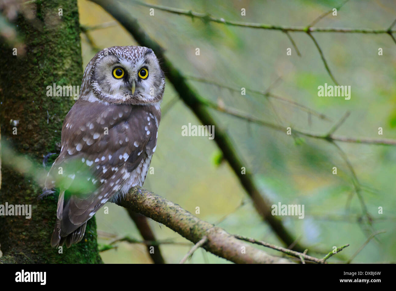 Der Rauhfußkauz Eule Stockfoto