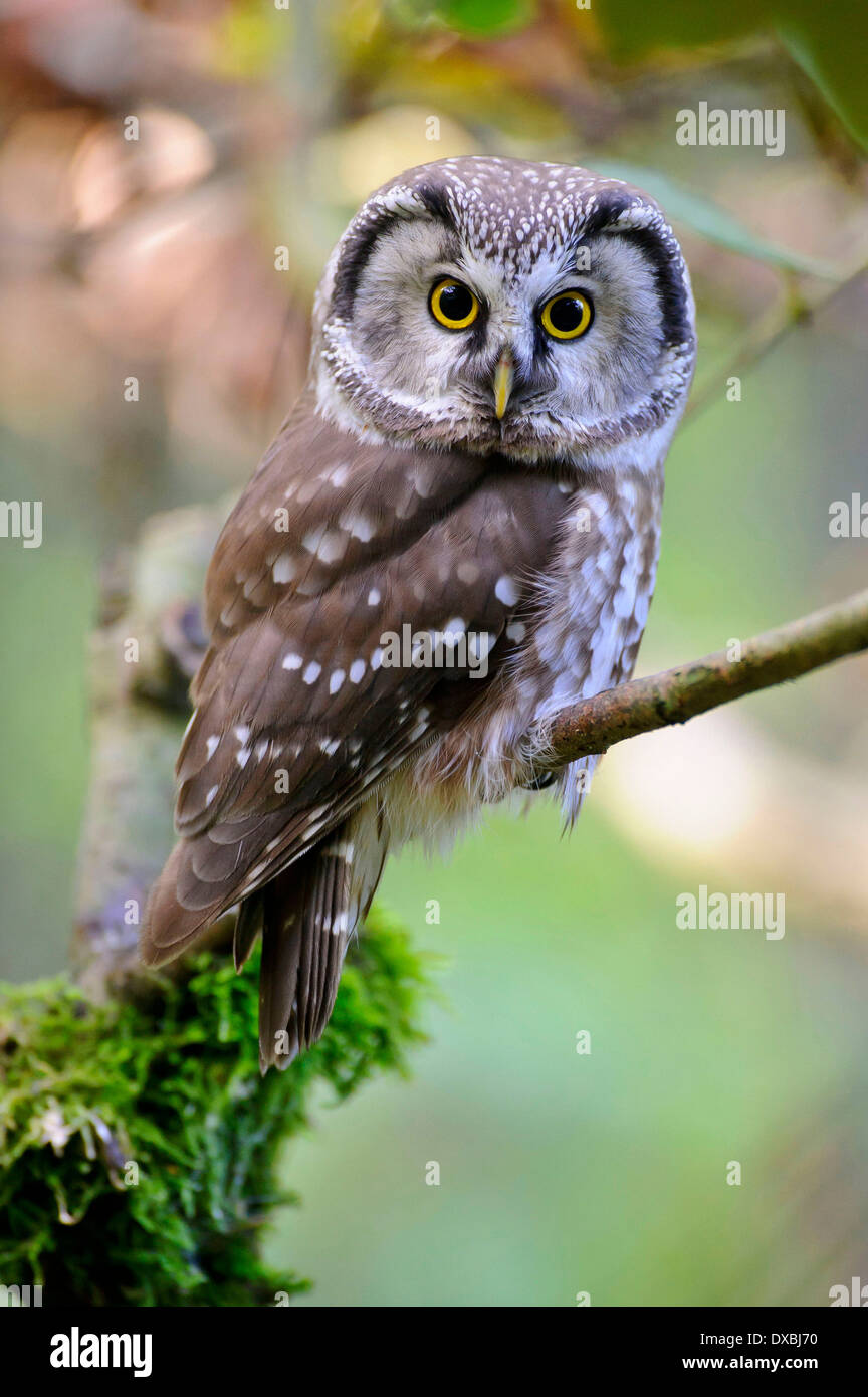 Der Rauhfußkauz Eule Stockfoto