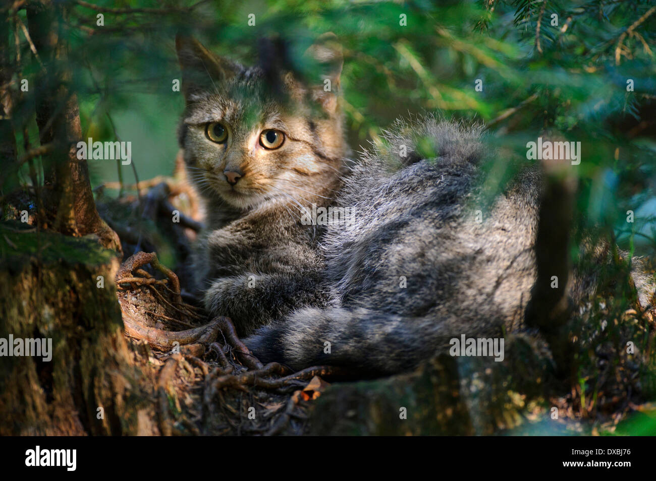 Gemeinsamen Wildkatze, Europäische Wildkatze Stockfoto