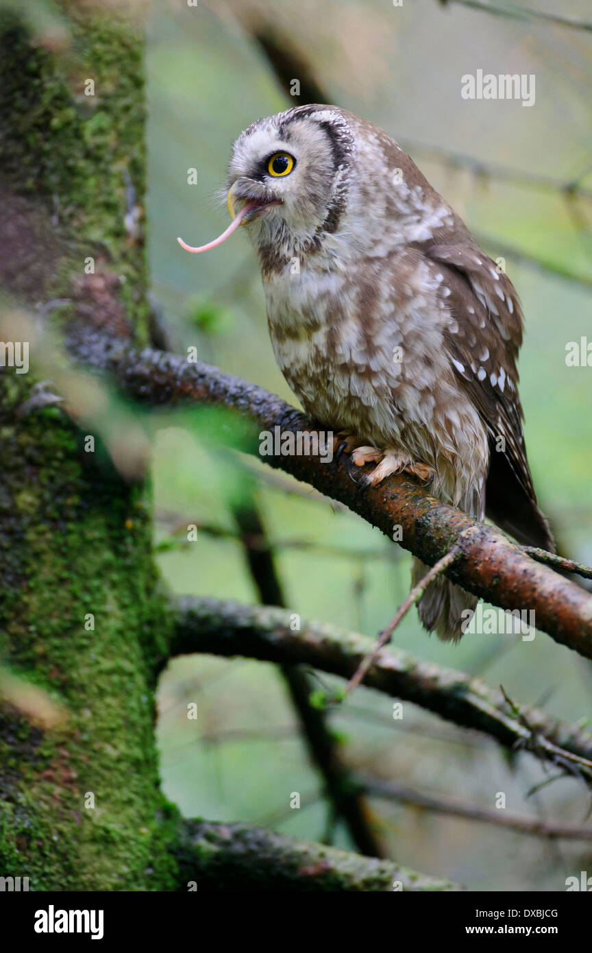 Der Rauhfußkauz Eule Stockfoto