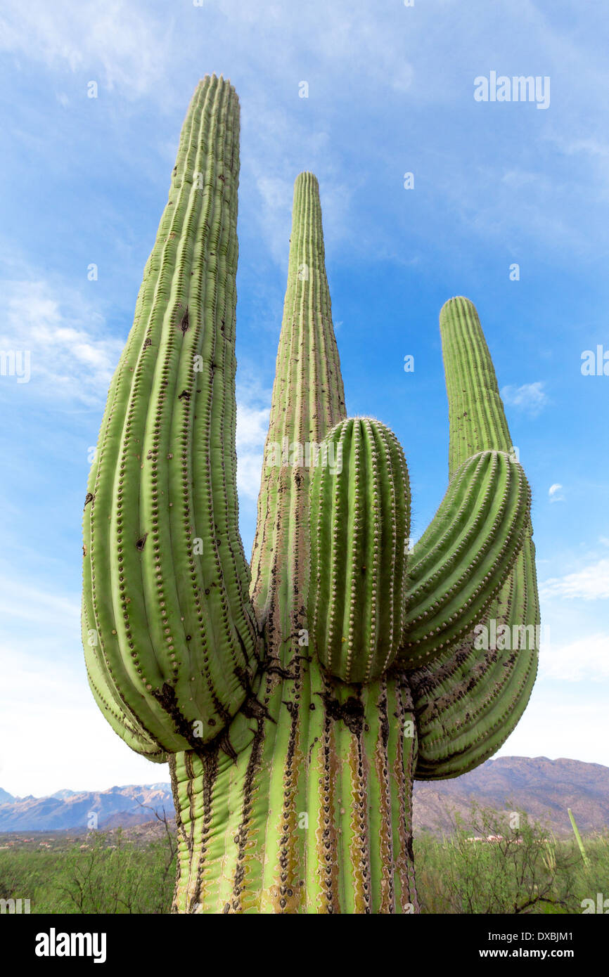 Kaktus in der Wüste von Arizona gegen den Himmel Stockfoto