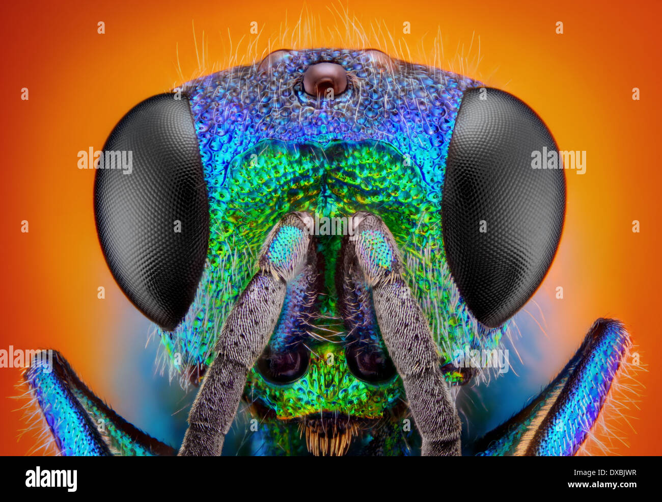 Extrem scharfe und detaillierte Untersuchung einer Kuckucksuhr Wasp (holopyga Generosa) - 6 mm Körpergröße Stockfoto