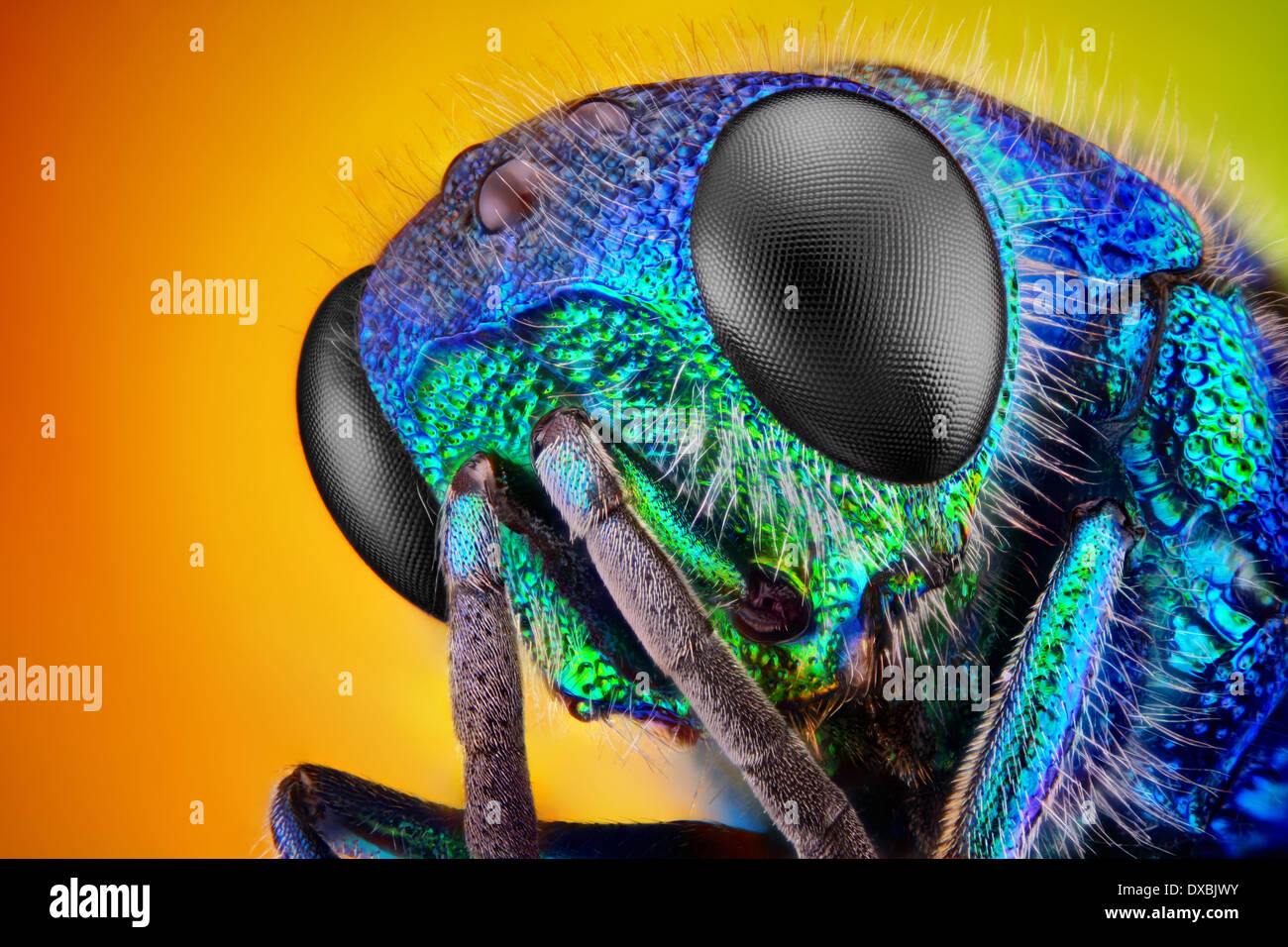 Extrem scharfe und detaillierte Untersuchung einer Kuckucksuhr Wasp (holopyga Generosa) - 6 mm Körpergröße Stockfoto