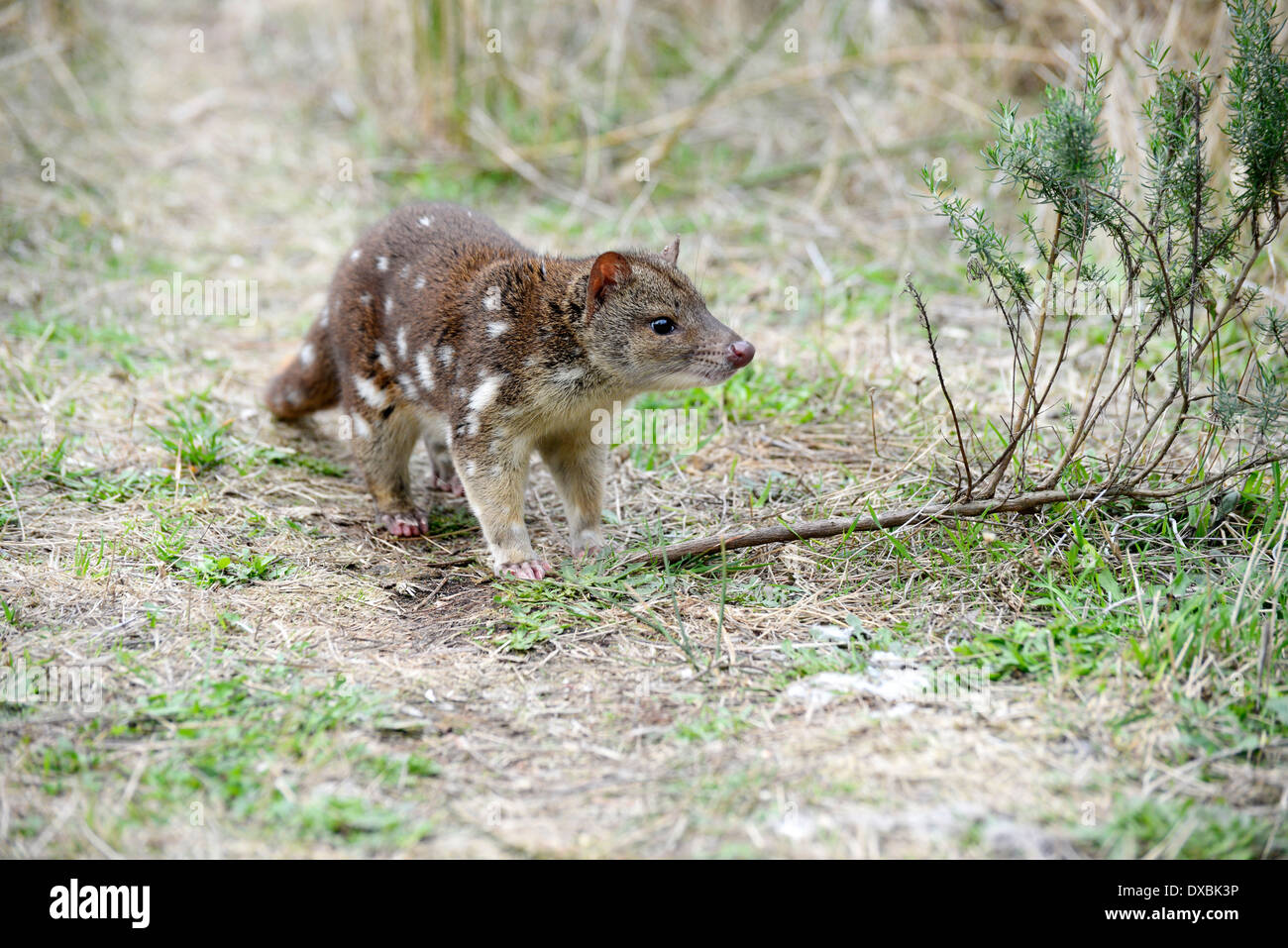 Spot-tailed Quoll (Dasyurus Hallucatus). Die Art ist auch bekannt als Tiger Quoll, Tigerkatze oder gesichtet-tailed Quoll. Stockfoto