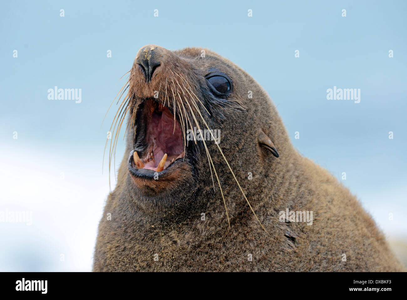 New Zealand Seebär (Arctocephalus Forsteri). Erwachsenen Warnung Eindringling. Stockfoto