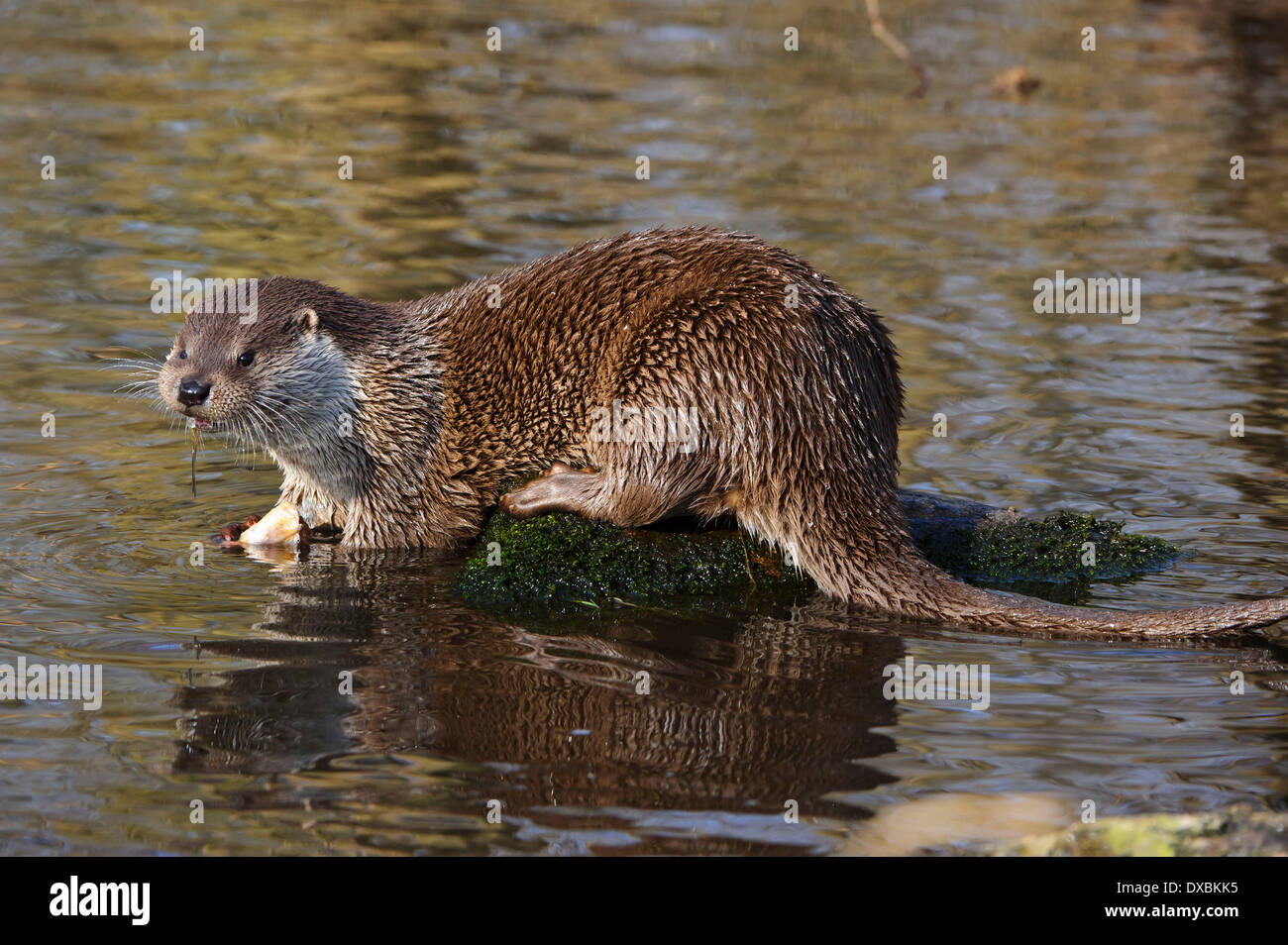 Fischotter Fluss Fotos Und Bildmaterial In Hoher Aufl sung Alamy fischotter-fluss-fotos-und-bildmaterial-in-hoher-aufl-sung-alamy