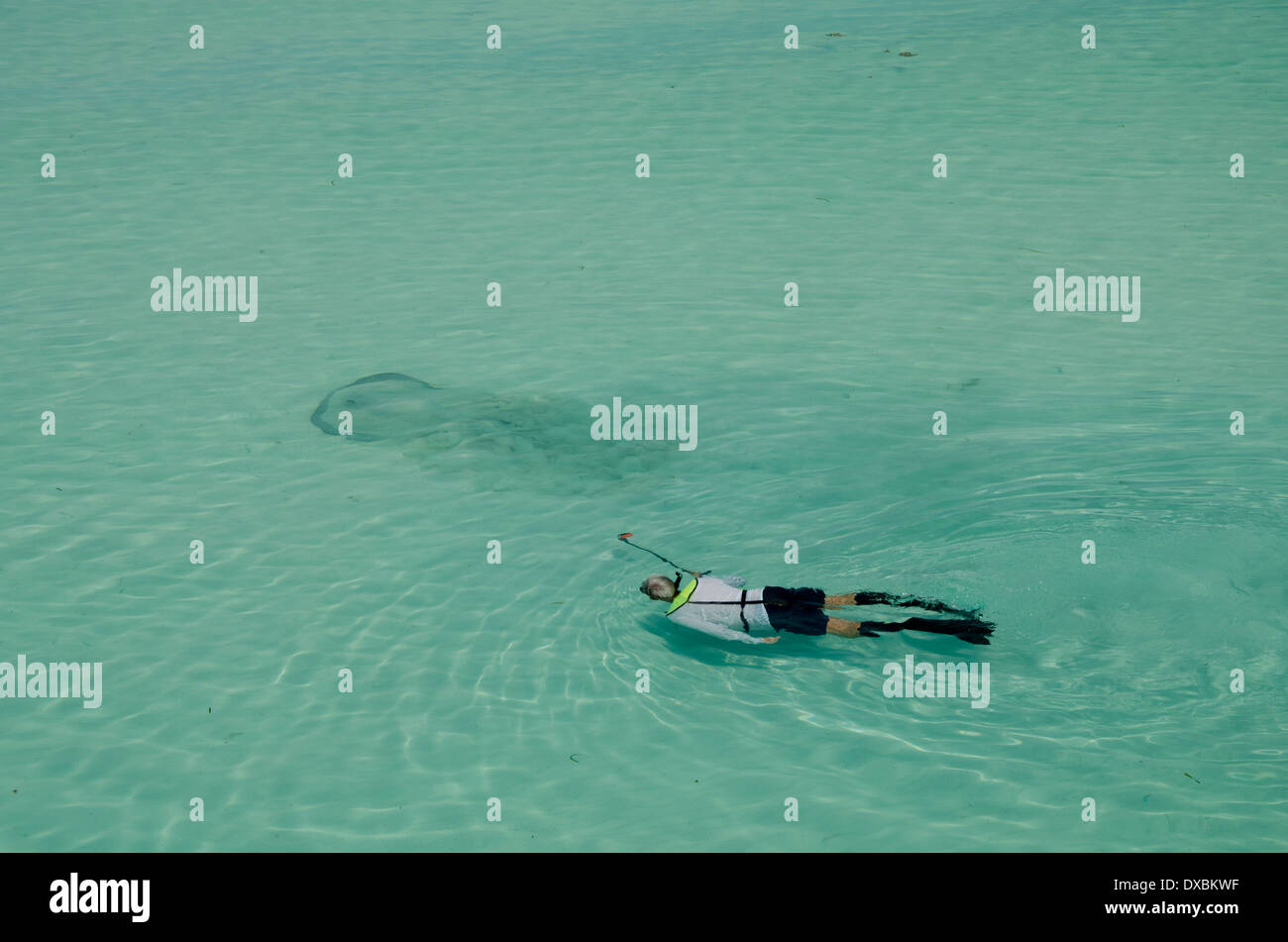 Belize, Karibik, Bezirk von Toledo, die Cayes. Westen Schlange Caye. Schwimmer, die Dreharbeiten Stingray mit GoPro Kamera. Stockfoto