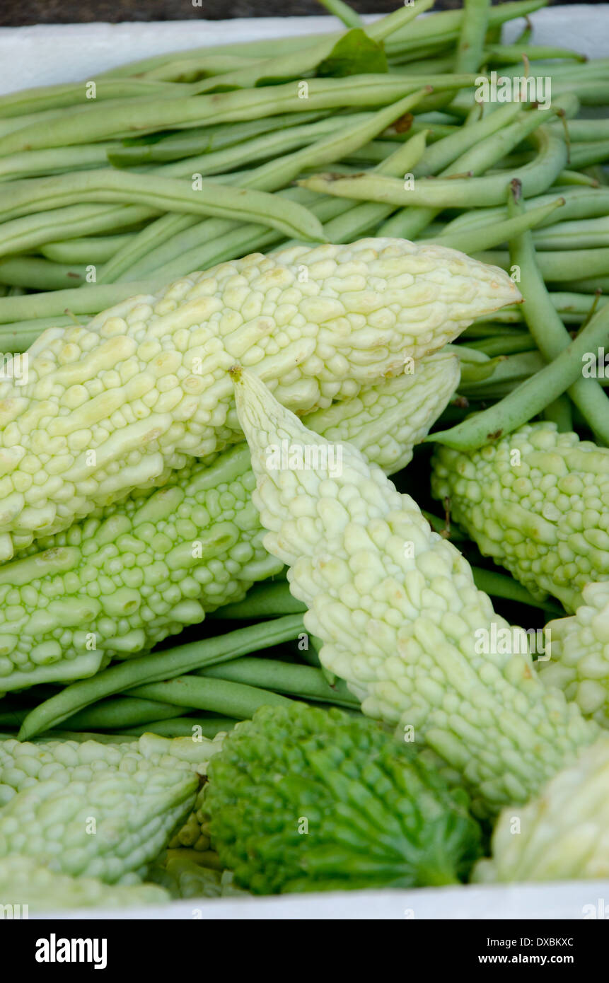 Belize, Bezirk von Toledo, Punta Gorda. Frische Produkte am Bauernmarkt. Bittermelone (Momordica Charantia). Stockfoto