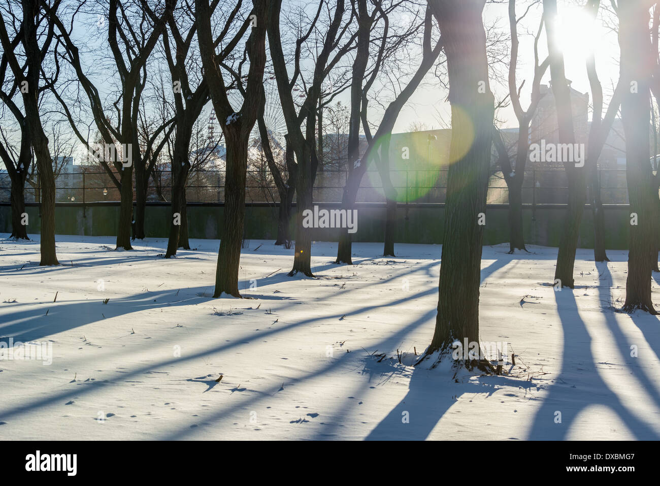 Bäume werfen lange Schatten im Schnee in einem Park nahe der Innenstadt von Chicago Stockfoto