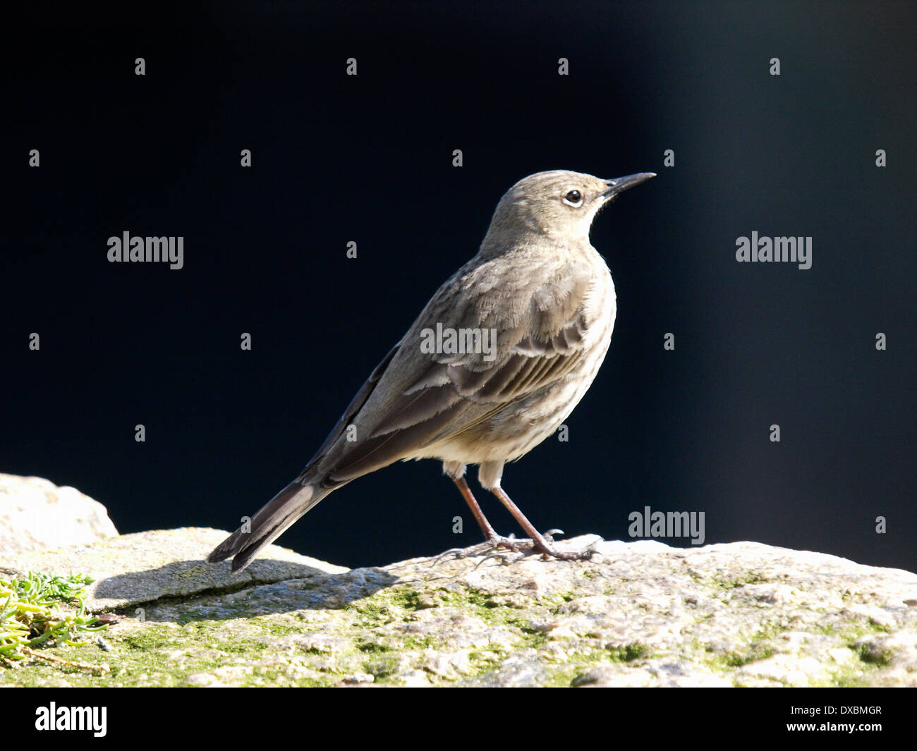 Rock Pieper, Anthus petrosus Stockfoto