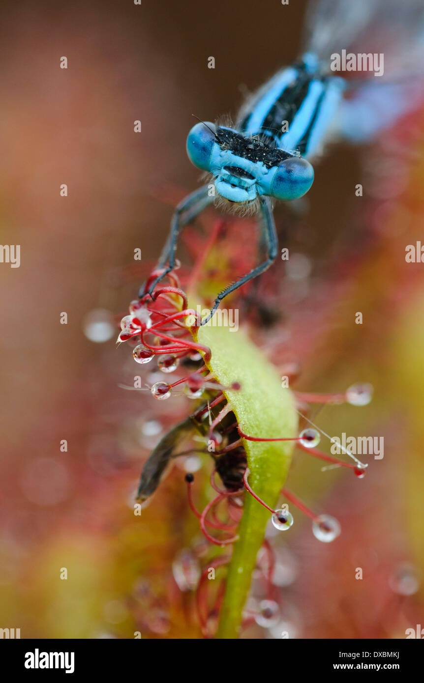 Azure Damselfly, gemeinsame Coenagrion Stockfoto