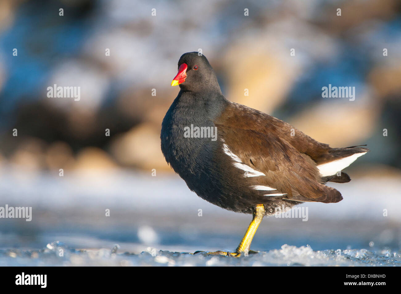 Teichhühner Stockfoto