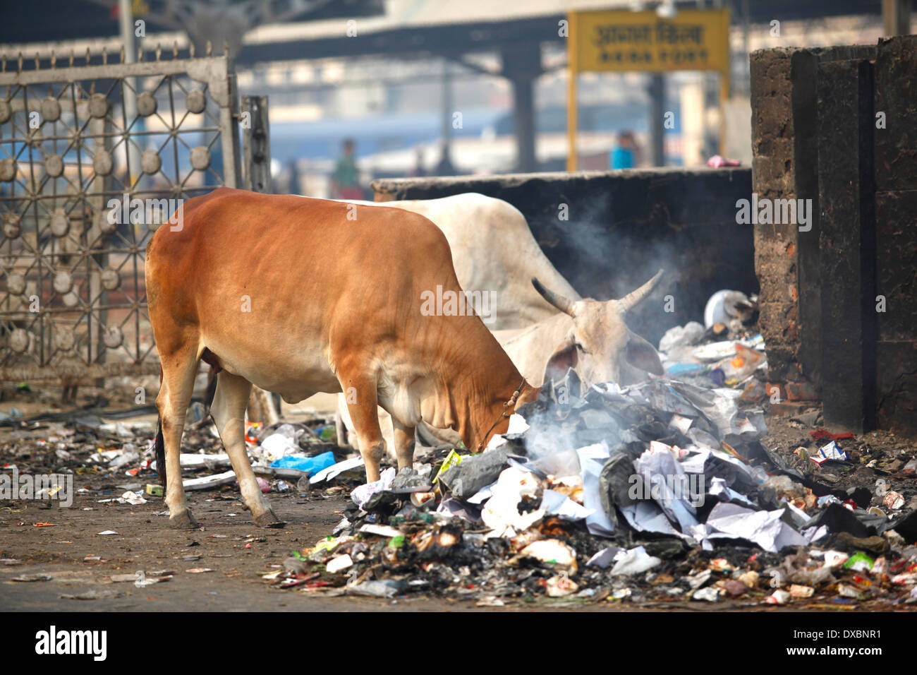 Zwei Kühe Stöbern in den Müll auf der Suche nach Nahrung. Agra, Uttar Pradesh, Indien. Stockfoto