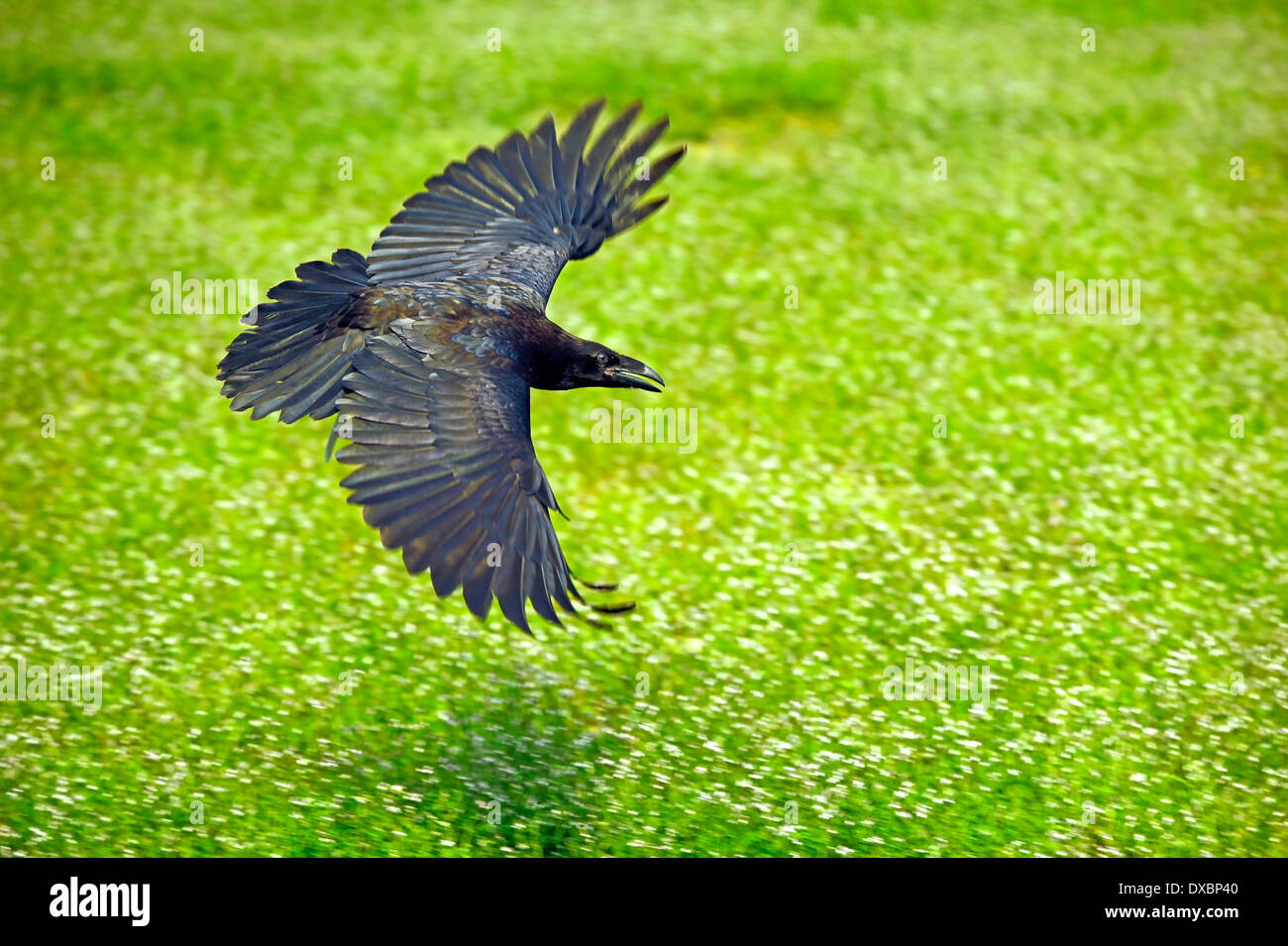 Nord- oder gemeinsame Raven (Corvus Corax) im Flug Stockfoto