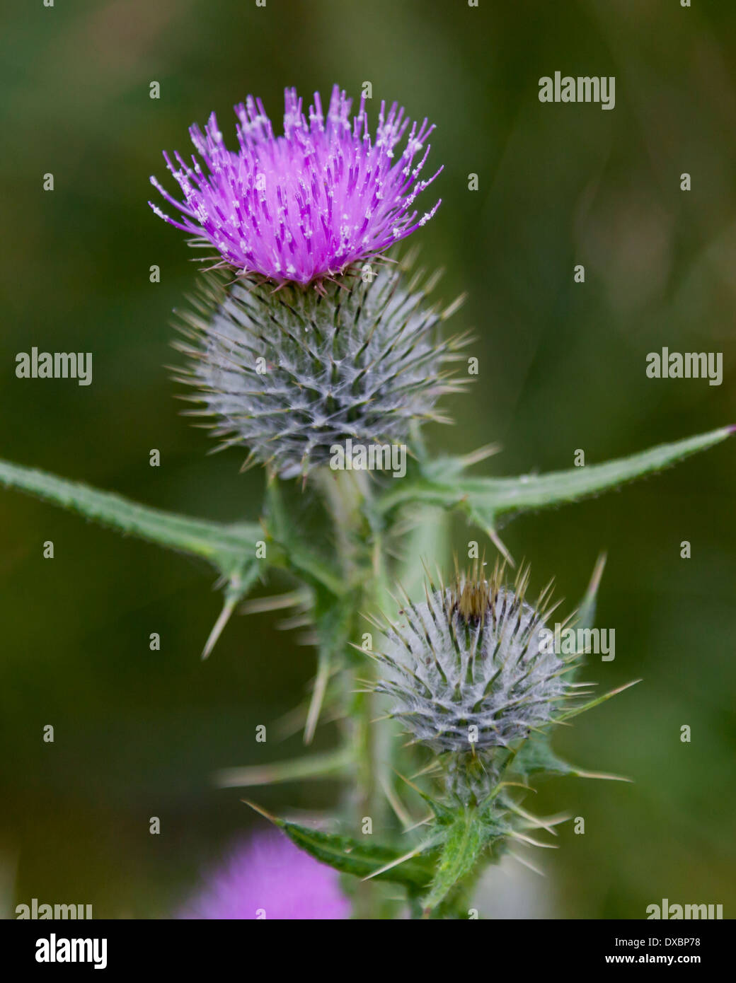 Eine wilde Distel in den natürlichen Lebensraum. Stockfoto