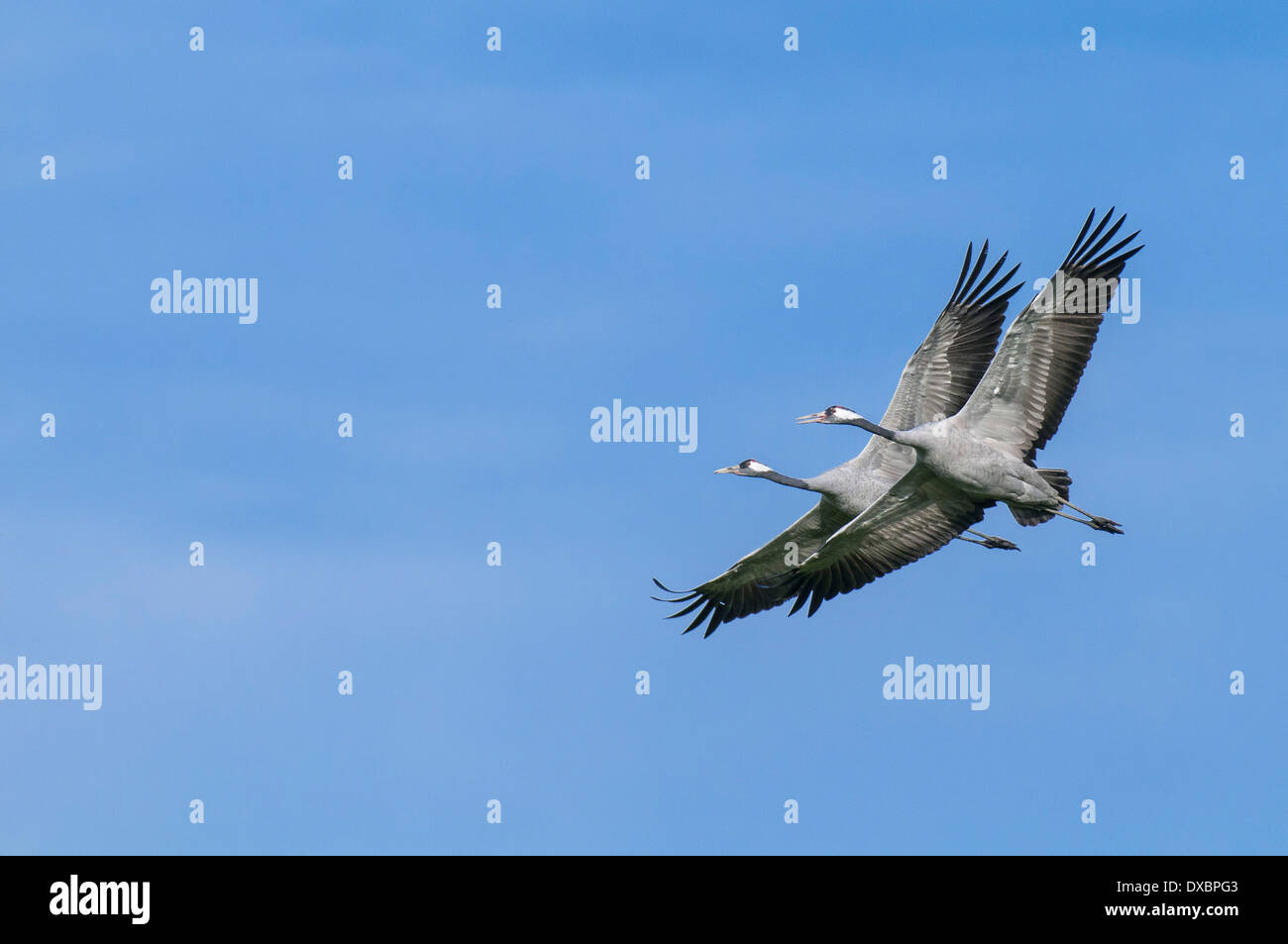 Kranich Stockfoto