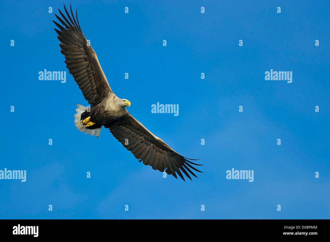 Seeadler Stockfoto