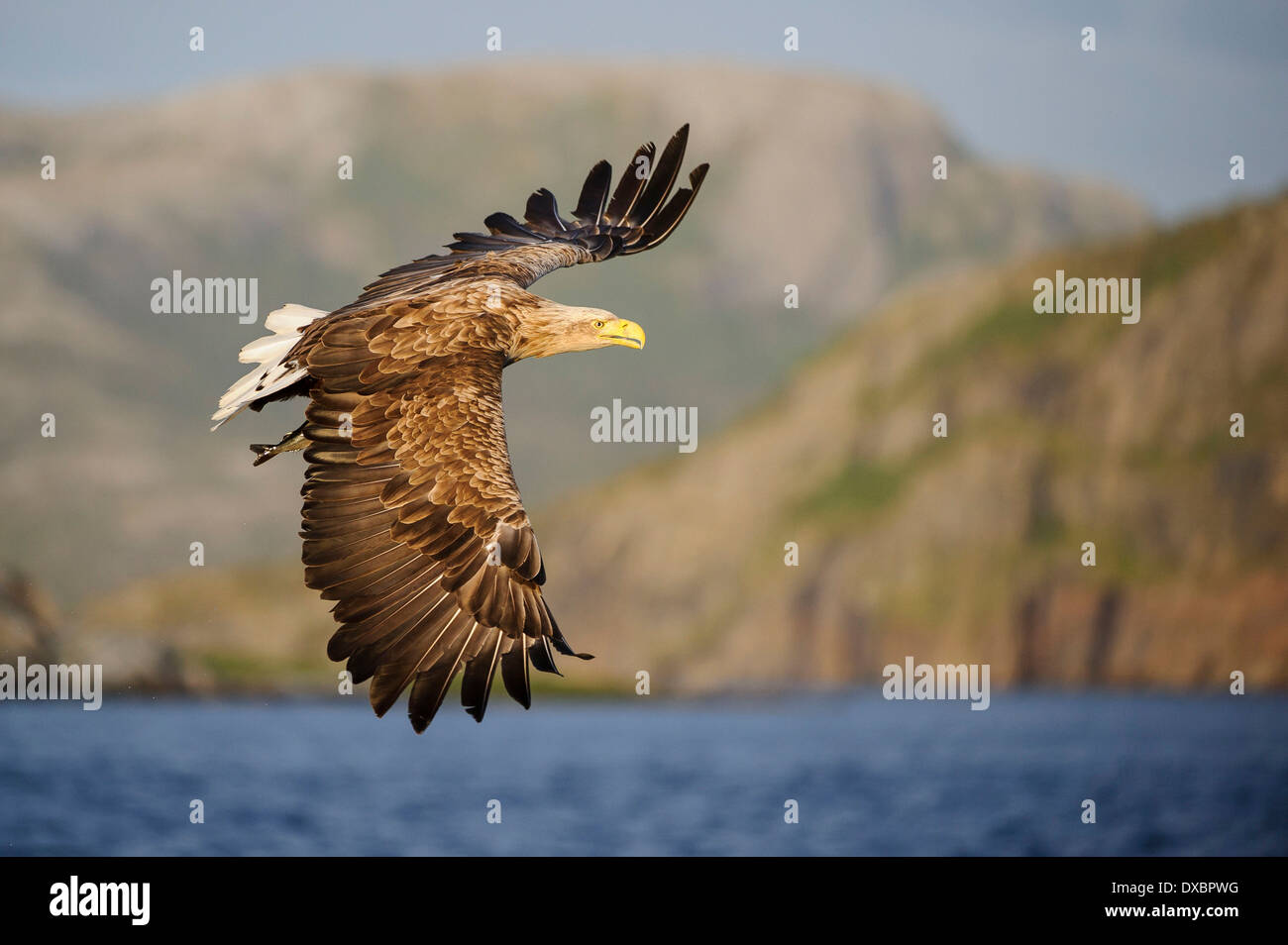 Seeadler Stockfoto