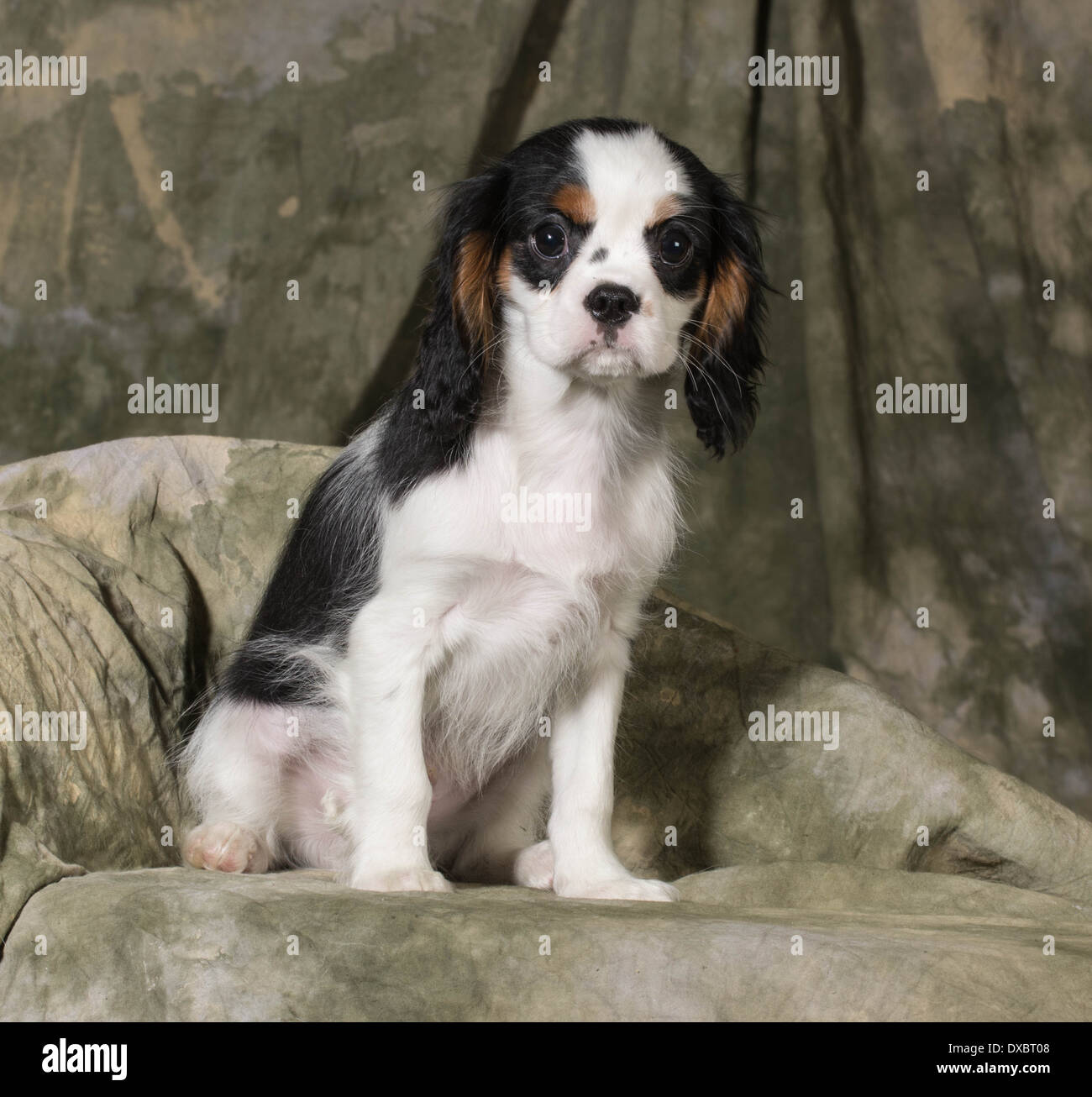 Cavalier King Charles Spaniel Welpen - Tricolor-3 Monate alt Stockfoto