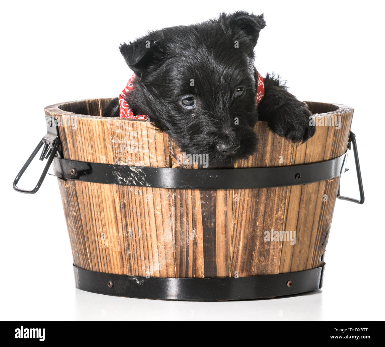 Scottish Terrier Welpen in ein Waschbecken isoliert auf weißem Hintergrund Stockfoto