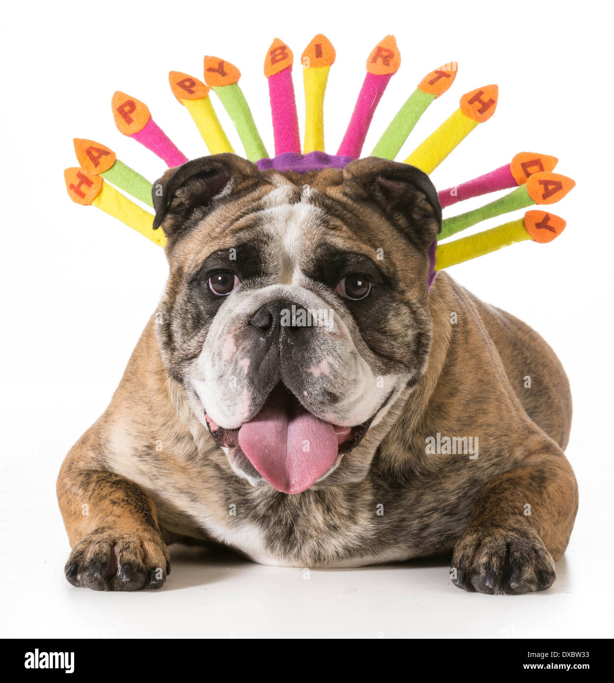 Geburtstag Hund - englische Bulldogge tragen alles Gute zum Geburtstag Hut  - 2-jährige gestromte männlich Stockfotografie - Alamy