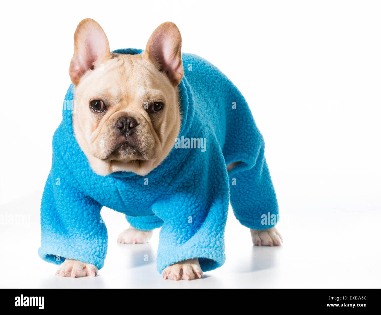 Hund trägt Mantel französische Bulldogge tragen blaue Mantel isoliert auf