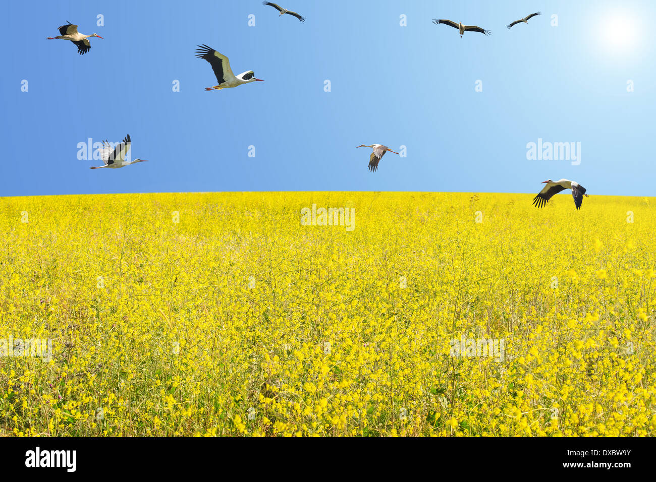 Herde von Störchen, die Migration im Frühjahr über blühende Wiese vor blauem Himmel Stockfoto