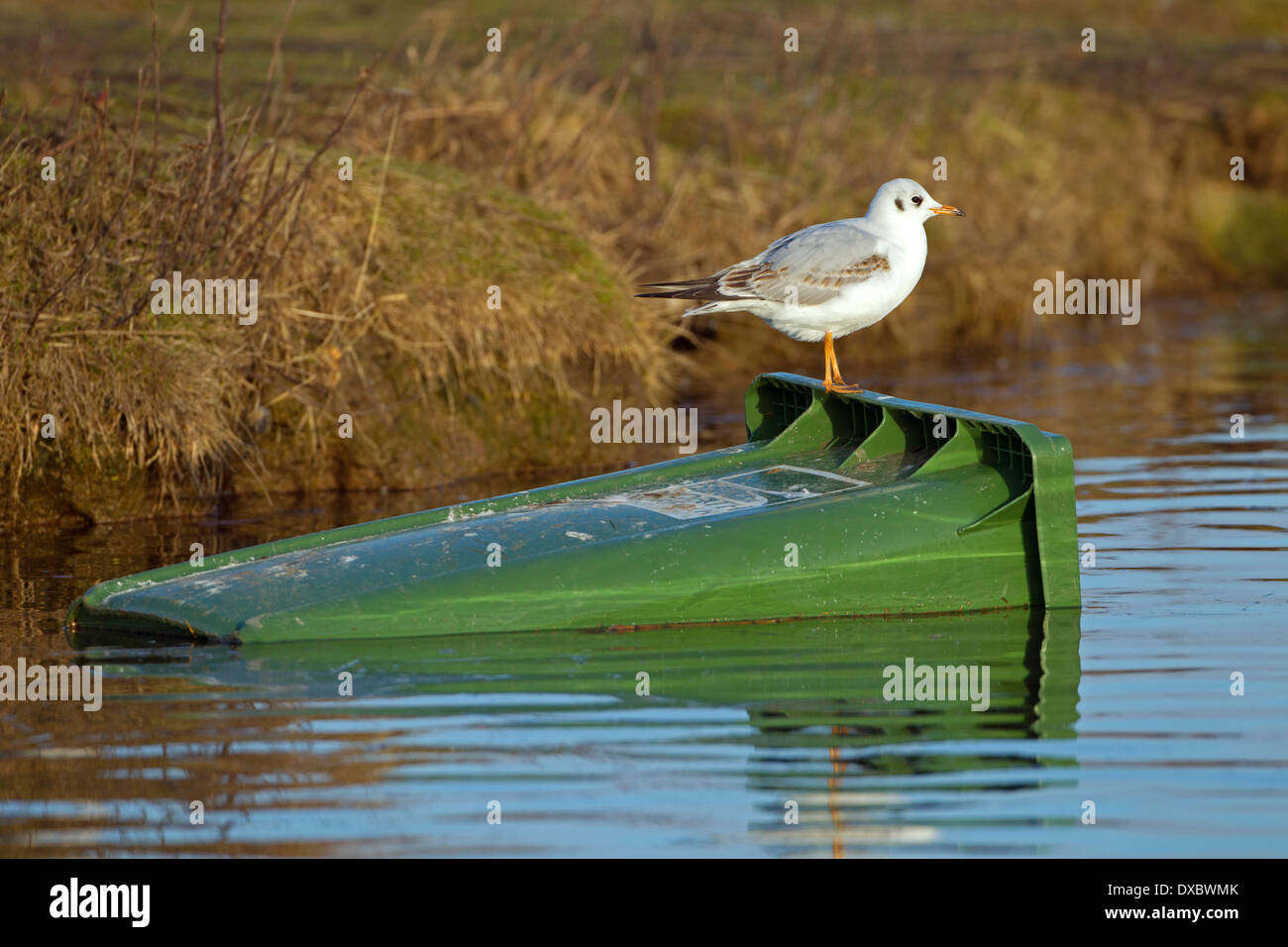 Lachmöwe Larus ridibundus nach dem Winter Hochwasser Norfolk Coast Stockfoto