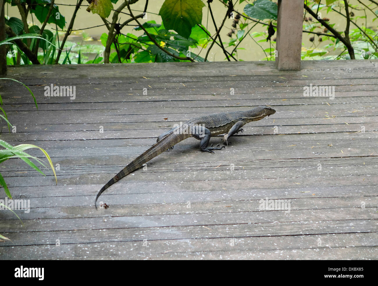 Asiatischer Wasser-Waran Jagd nach Beute Stockfoto