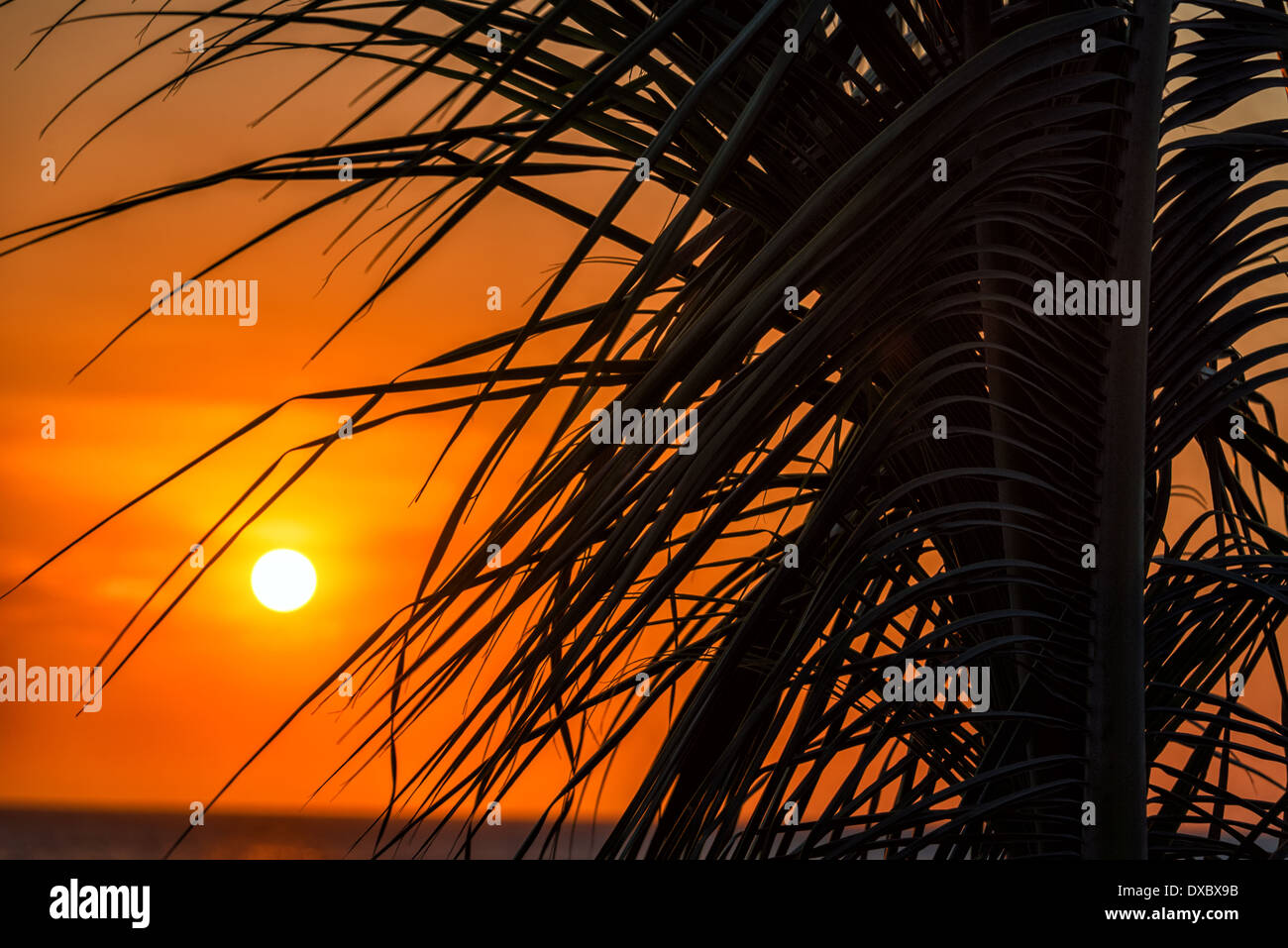 Atemberaubende orange Sonnenuntergang gegen die Silhouette einer Palme in Santa Marta, Kolumbien Stockfoto
