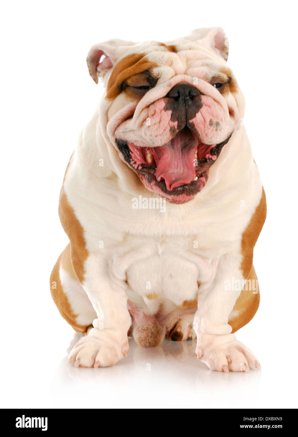 englische Bulldogge mit Mund offen - sieht aus wie Lachen Stockfoto