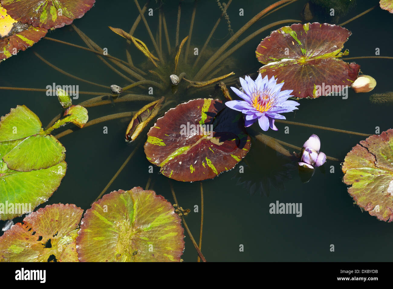 Bereich der Seerosen mit Blumen auf einem ruhigen Teich Stockfoto