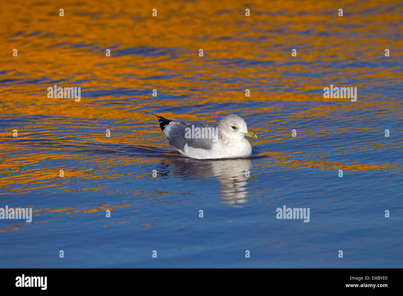 Gemeinsamen Gull Larus Canus und gelbe Boot Reflexion Winter Norfolk Stockfoto