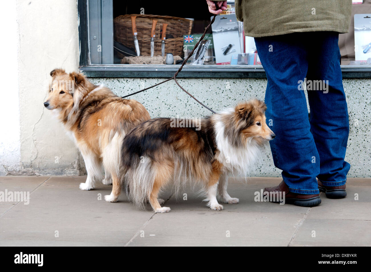Zwei Sheltie Hunde an der Leine Stockfoto