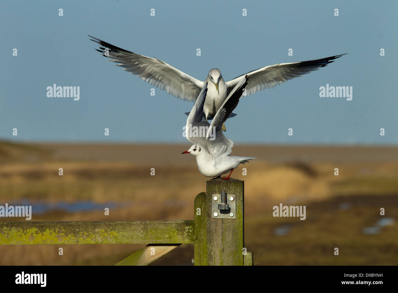 Gemeinsamen Gull Larus Canus Landung auf Zaunpfosten und verdrängen Black-headed Gull Winter Norfolk Stockfoto