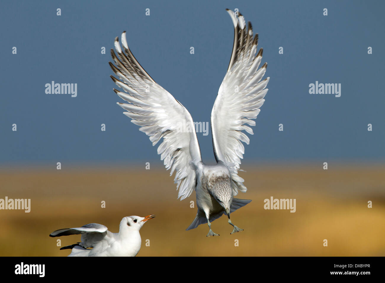 Gemeinsamen Gull Larus Canus Landung auf Zaunpfosten und verdrängen Black-headed Gull Winter Stockfoto