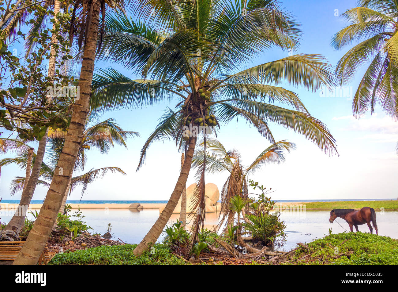 Palmen und ein Pferd in der Nähe eines Strandes in Tayrona Nationalpark in Kolumbien Stockfoto