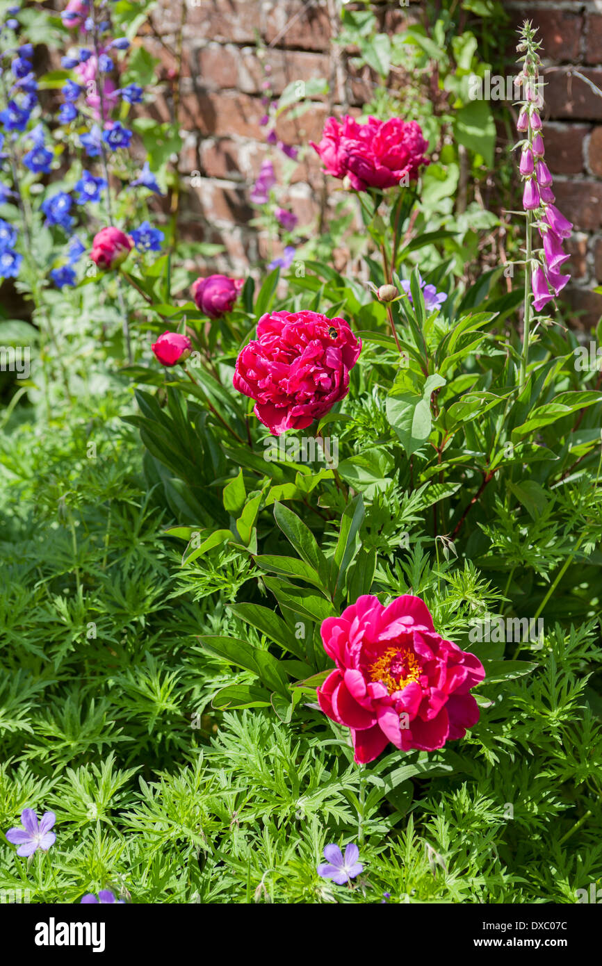 Tulpen im Garten Grenze Stockfoto