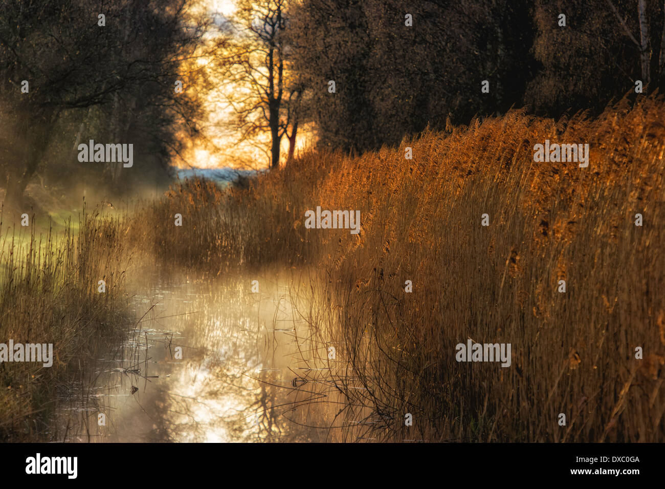 Nebel über Fenland Lebensraum. bei Woodwalton Fen Stockfoto