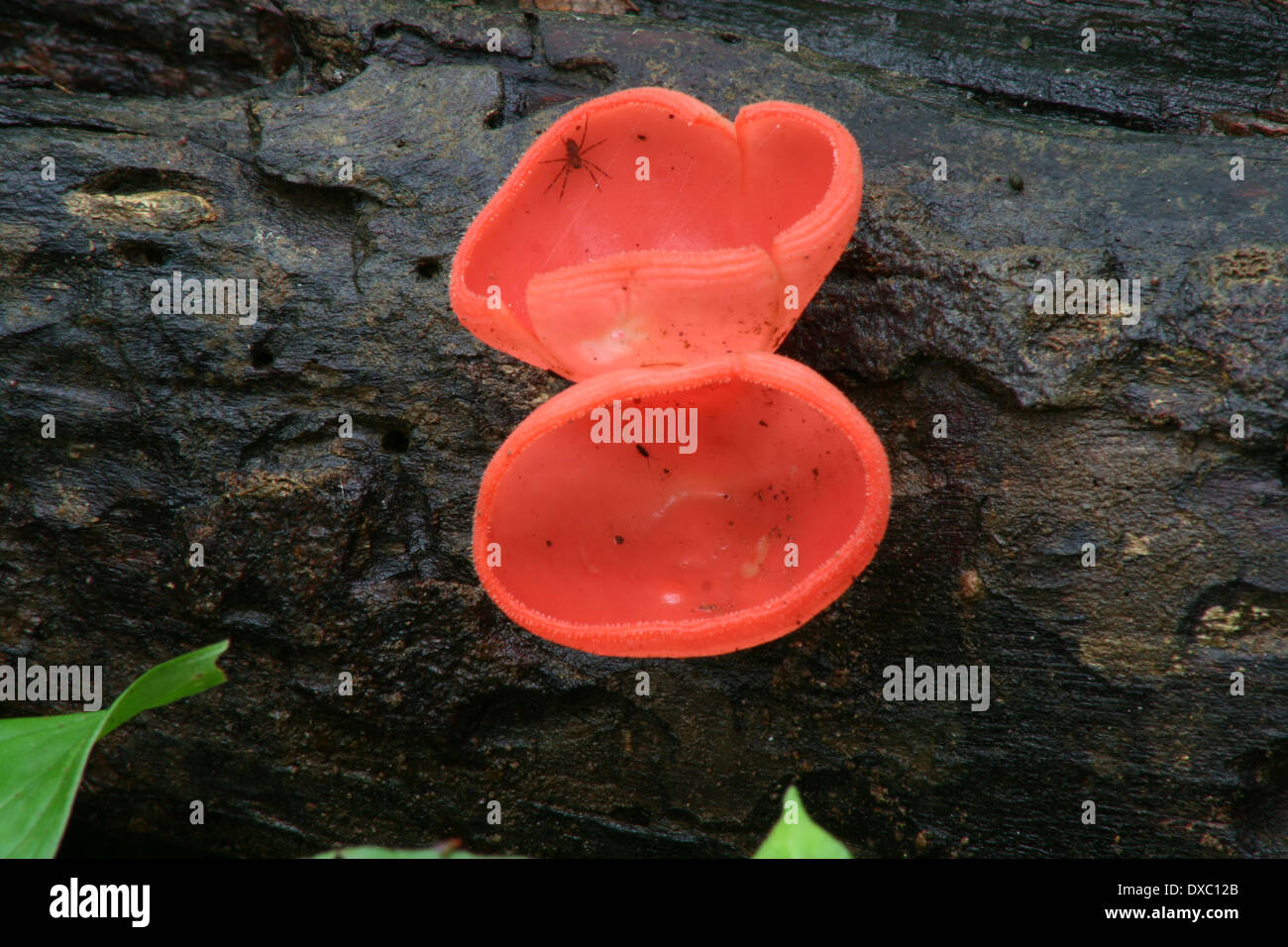 Roten tropischen Pilz, Costa Rica Stockfoto