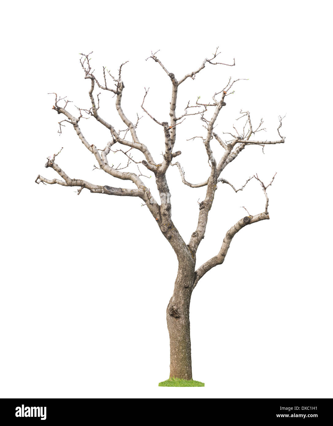 Alter beschnittene Baum mit neuen jungen Blätter und Knospen. Konzept-Leben-Revival und Frühling. Isoliert. Stockfoto