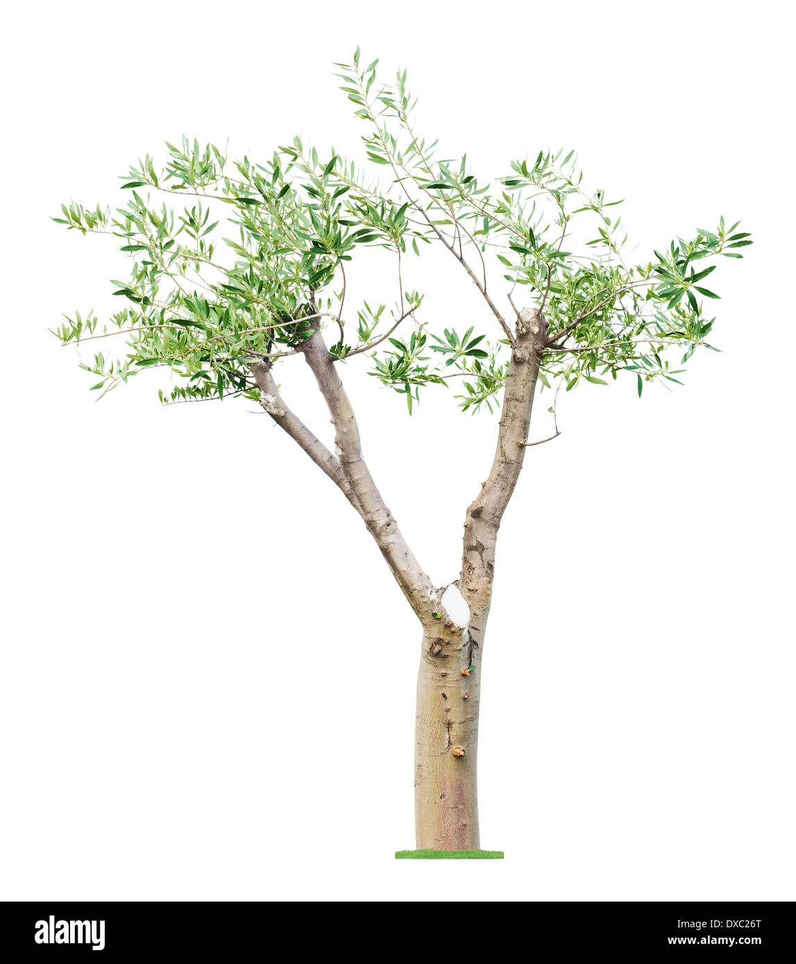 Alten beschnittene Eukalyptusbaum mit neuen jungen verlässt. Konzept-Leben-Revival und Frühling. Isoliert. Stockfoto