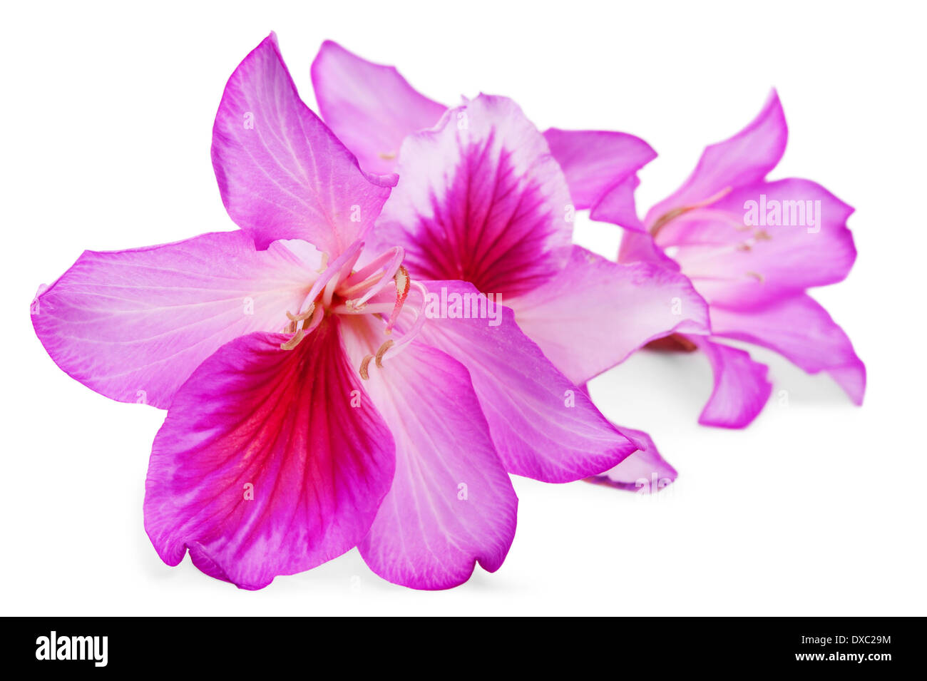 schöne rosa Blüten Schmetterling Baumes auf weiß. Flachen DOF Stockfoto