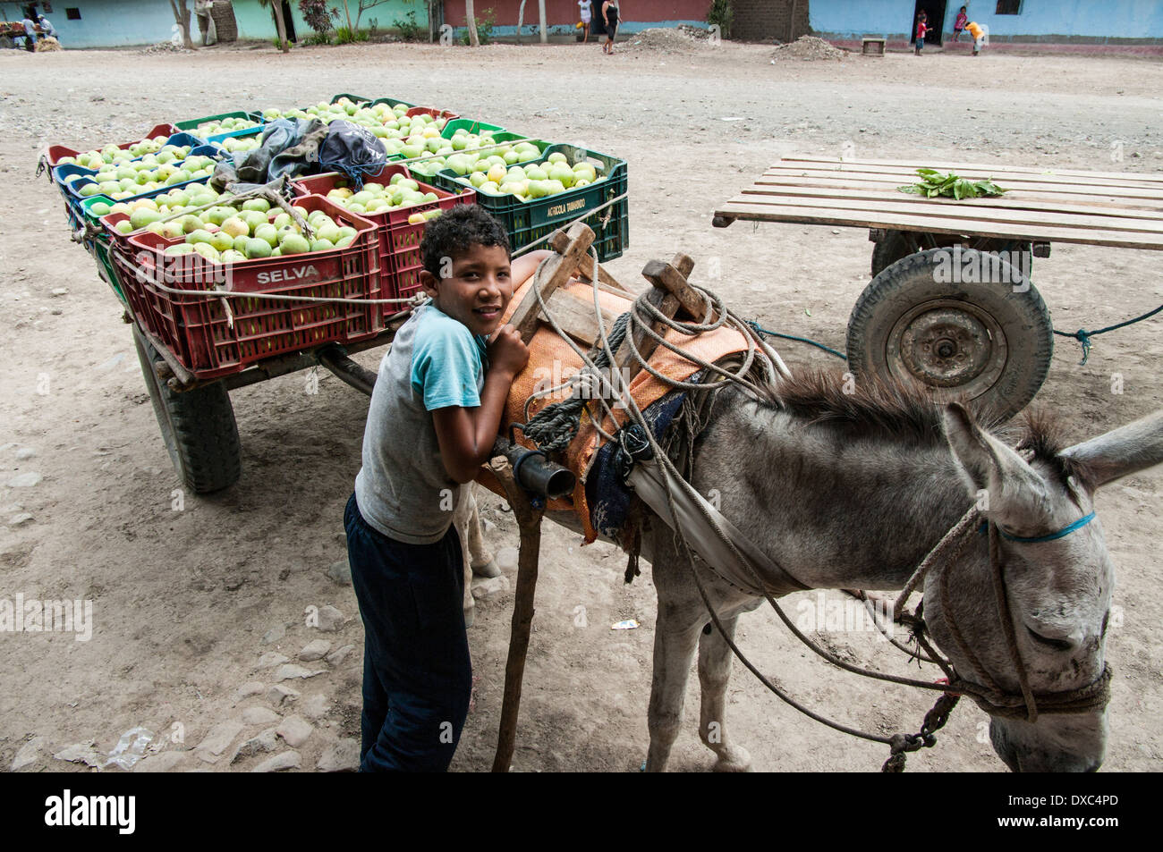 Junge afro-peruanische ernten Mangos im Dorf yapatera Piura, Peru. Stockfoto